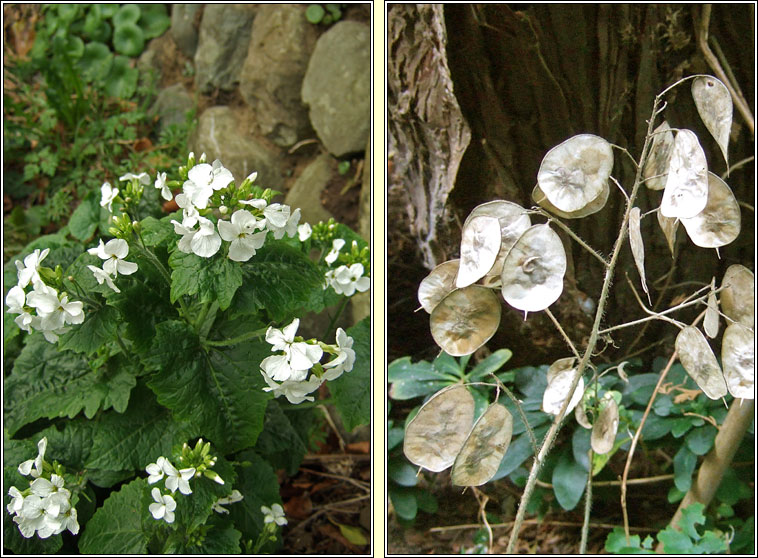 Honesty, Lunaria annua, Lus na geala�