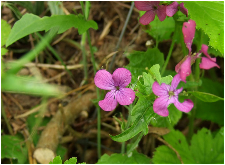 Honesty, Lunaria annua, Lus na geala�