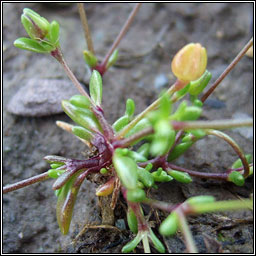 Sea Pearlwort, Sagina maritima, Mong�n mara