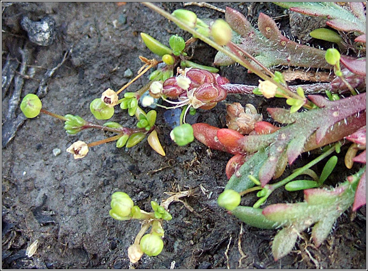 Sea Pearlwort, Sagina maritima, Mong�n mara