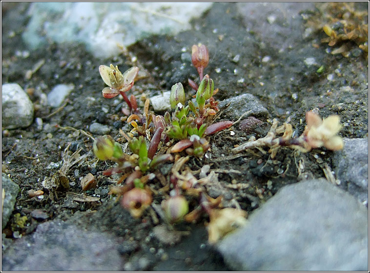 Sea Pearlwort, Sagina maritima, Mong�n mara