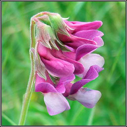 Sea Pea, Lathyrus japonicus, Peasair�n tr�