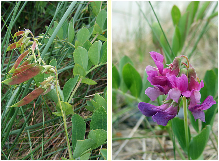 Sea Pea, Lathyrus japonicus, Peasair�n tr�