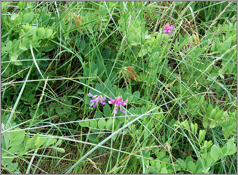 Sea Pea, Lathyrus japonicus, Peasair�n tr�