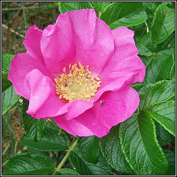 Japanese Rose, Rosa rugosa, R�s r�scach