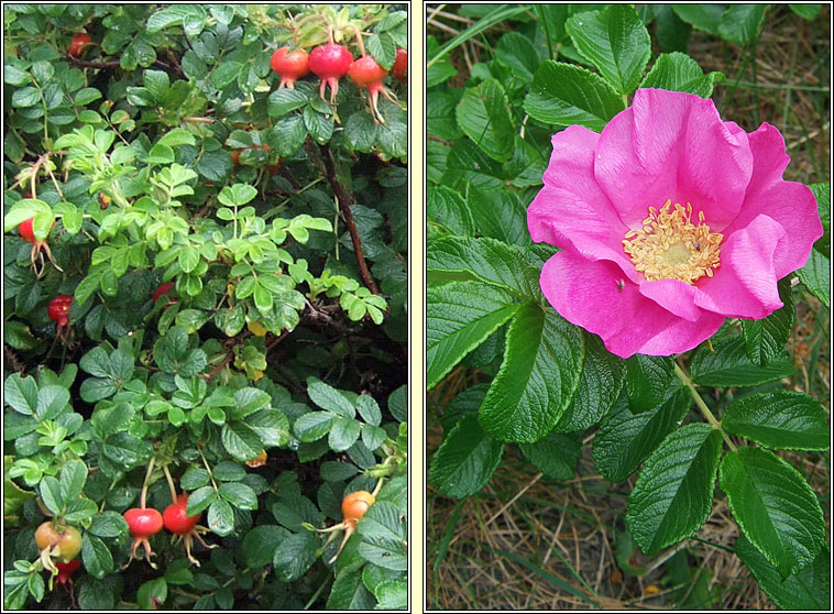 Japanese Rose, Rosa rugosa, R�s r�scach