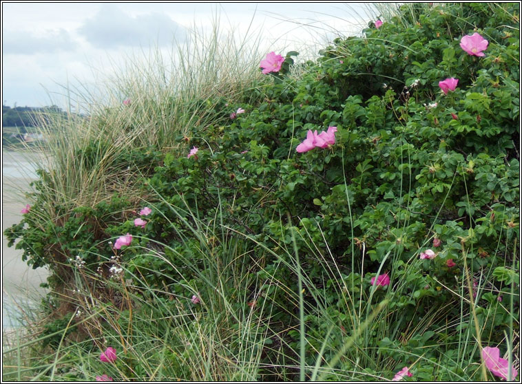 Japanese Rose, Rosa rugosa, R�s r�scach