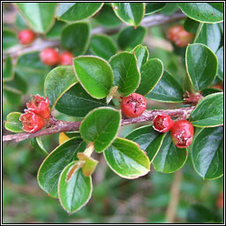 Wall Cotoneaster, Cotoneaster horizontalis, Cainch�n balla