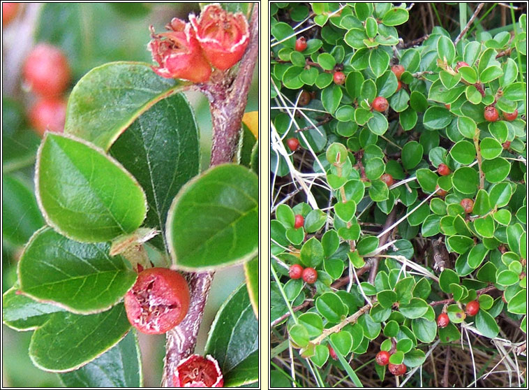 Wall Cotoneaster, Cotoneaster horizontalis, Cainch�n balla