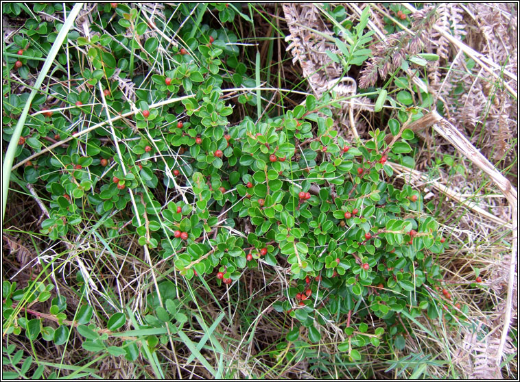 Wall Cotoneaster, Cotoneaster horizontalis, Cainch�n balla
