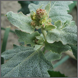 Frosted Orache, Atriplex laciniata, Eilifleog phl�rach