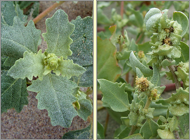 Frosted Orache, Atriplex laciniata, Eilifleog phl�rach