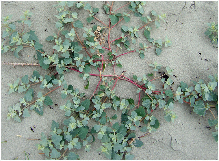 Frosted Orache, Atriplex laciniata, Eilifleog phl�rach
