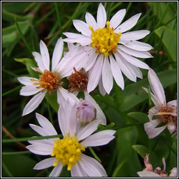 Sea Aster, Tripolium pannonicum, Luibh bhl�ine