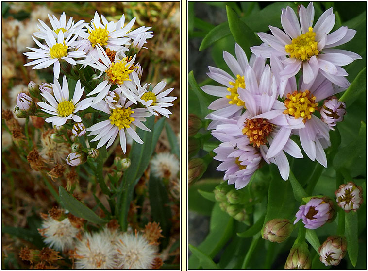 Sea Aster, Tripolium pannonicum, Luibh bhl�ine