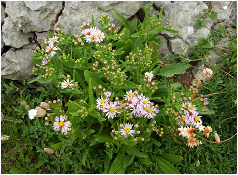 Sea Aster, Tripolium pannonicum, Luibh bhl�ine