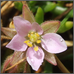 Rock sea-spurrey, Spergularia rupicola, Cabr�is na gcloch