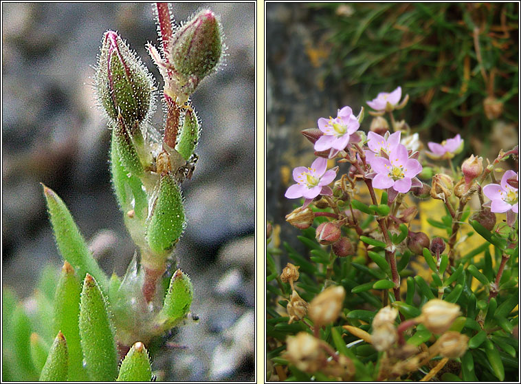 Rock sea-spurrey, Spergularia rupicola, Cabr�is na gcloch