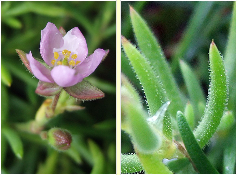 Rock sea-spurrey, Spergularia rupicola, Cabr�is na gcloch