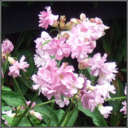 Soapwort, Saponaria officinalis, Garbh�n creagach