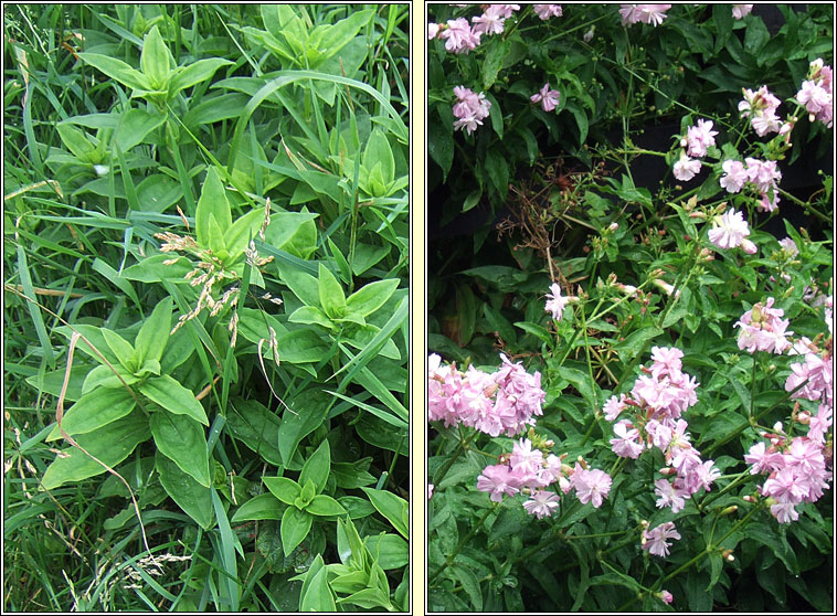 Soapwort, Saponaria officinalis, Garbh�n creagach