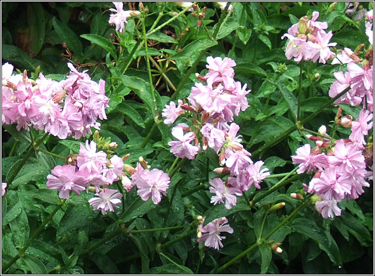 Soapwort, Saponaria officinalis, Garbh�n creagach