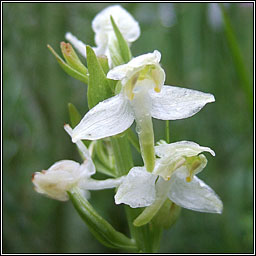 Greater Butterfly-orchid, Platanthera chlorantha, Magairl�n m�r anfh�ileac�in