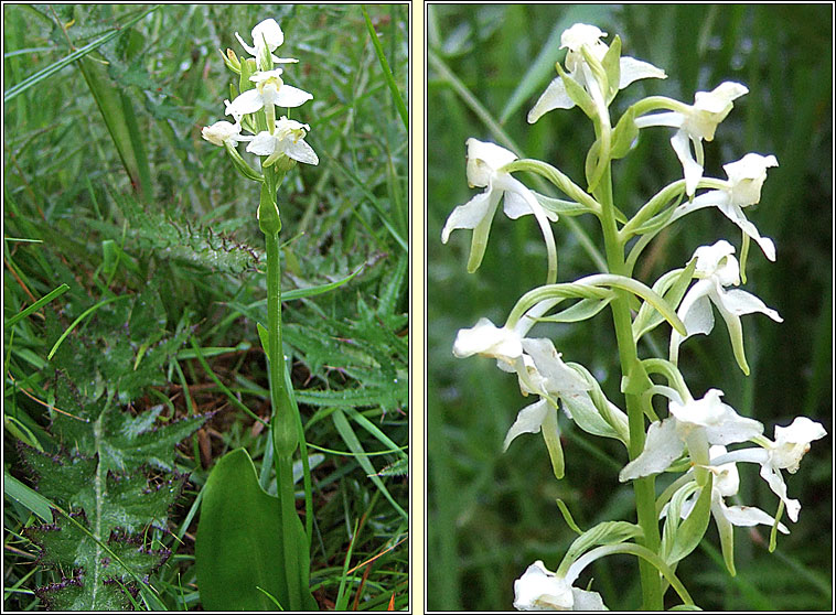 Greater Butterfly-orchid, Platanthera chlorantha, Magairl�n m�r anfh�ileac�in