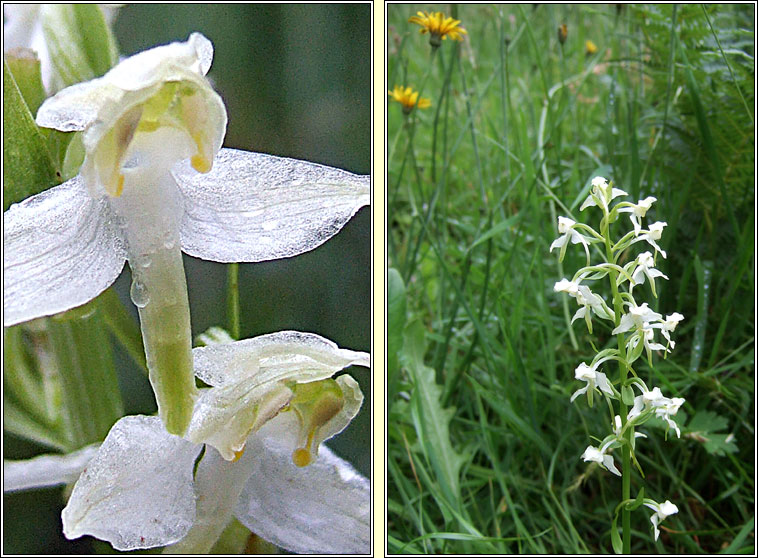 Greater Butterfly-orchid, Platanthera chlorantha, Magairl�n m�r anfh�ileac�in