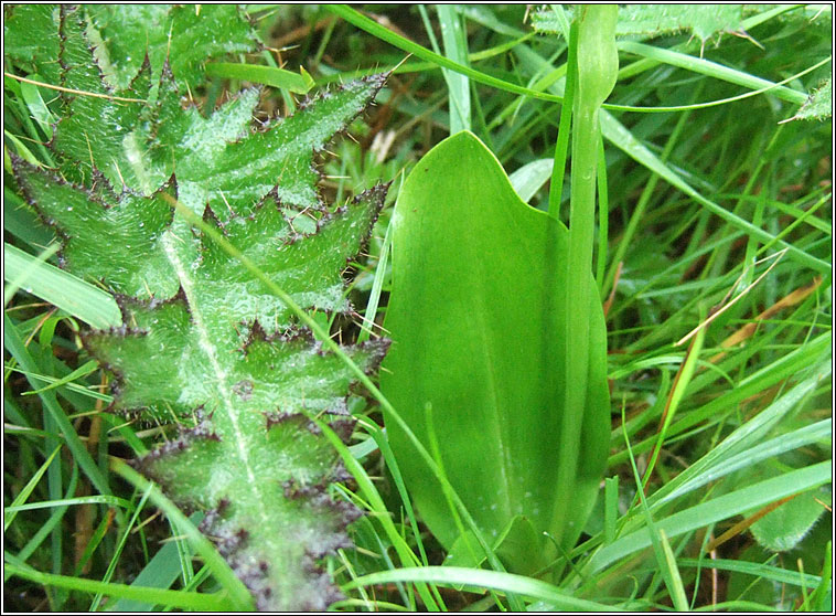 Greater Butterfly-orchid, Platanthera chlorantha, Magairl�n m�r anfh�ileac�in