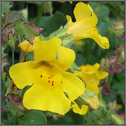 Monkey-flower, Erythranthe guttata, Bu� an bhogaigh
