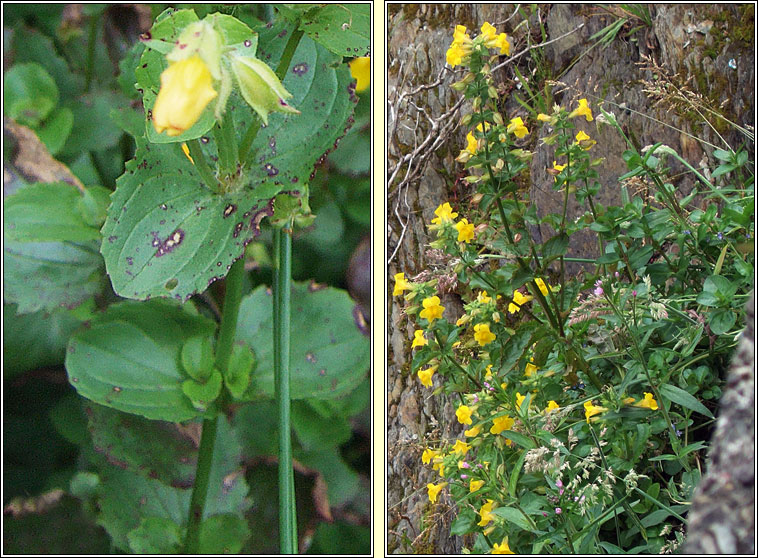 Monkey-flower, Mimulus guttatus, Bu� an bhogaigh