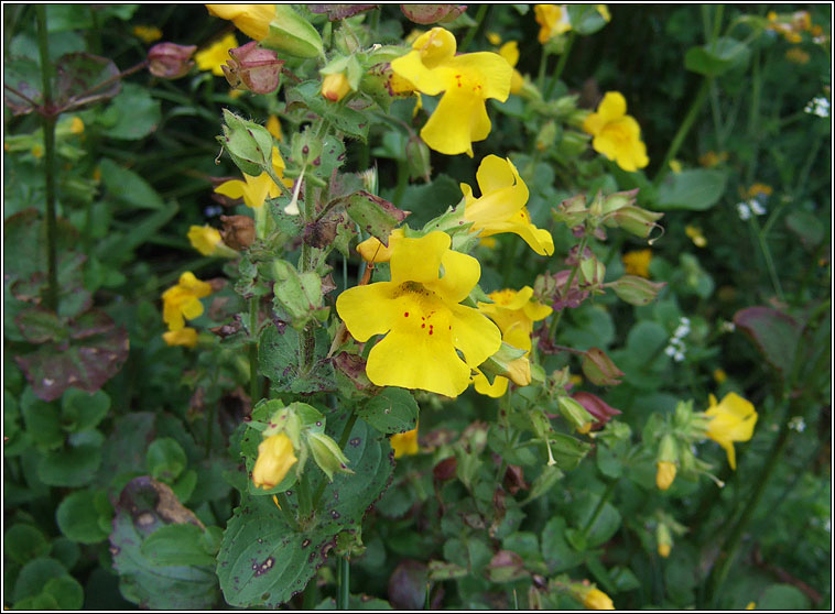 Monkey-flower, Mimulus guttatus, Bu� an bhogaigh