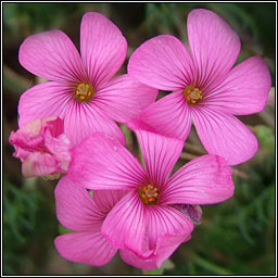 Pink-sorrel, Oxalis articulata, Seams�g ghl�ineach