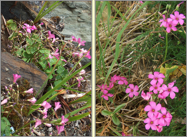 Pink-sorrel, Oxalis articulata, Seams�g ghl�ineach