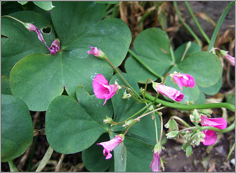 Pink-sorrel, Oxalis articulata, Seams�g ghl�ineach