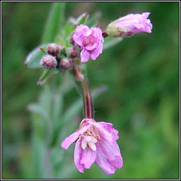 Hoary Willowherb, Epilobium parviflorum, Saileach�n liath