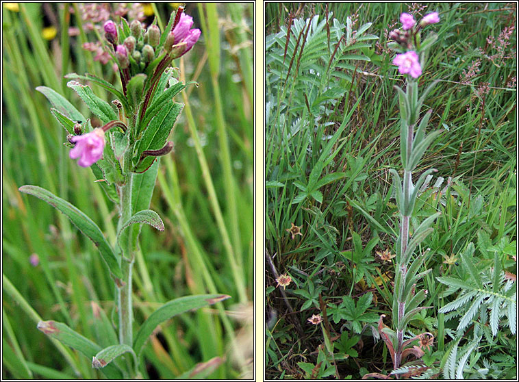 Hoary Willowherb, Epilobium parviflorum, Saileach�n liath