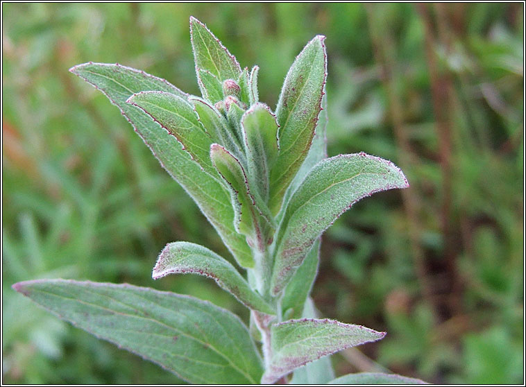Hoary Willowherb, Epilobium parviflorum, Saileach�n liath