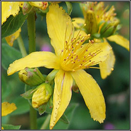 Imperforate St John's-wort, Hypericum maculatum, Beathnua gan sm�l