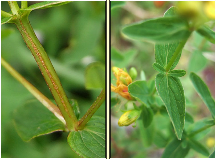 Imperforate St John's-wort, Hypericum maculatum, Beathnua gan sm�l