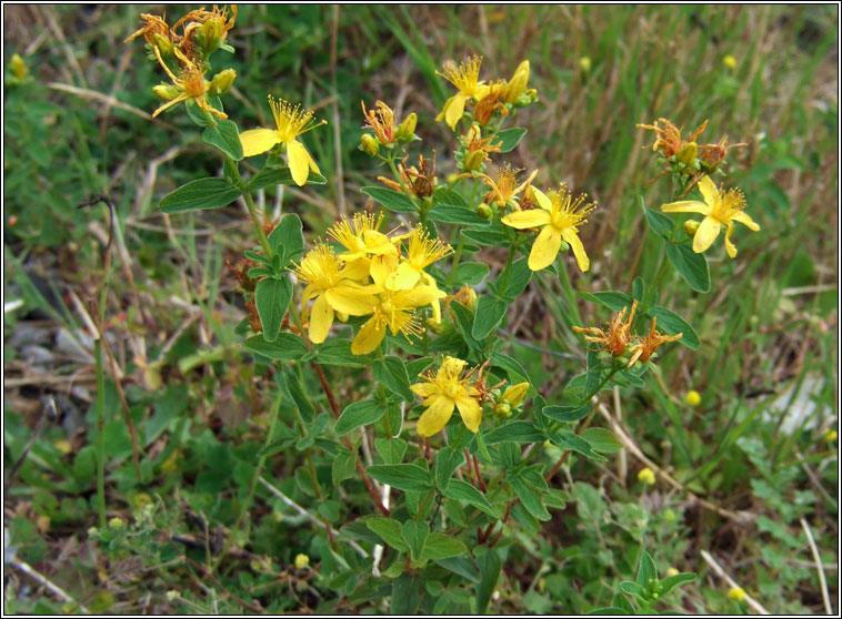 Imperforate St John's-wort, Hypericum maculatum, Beathnua gan sm�l