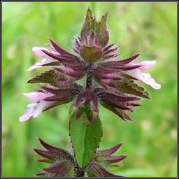 Field Woundwort, Stachys arvensis, Cuisl�n gan duaire