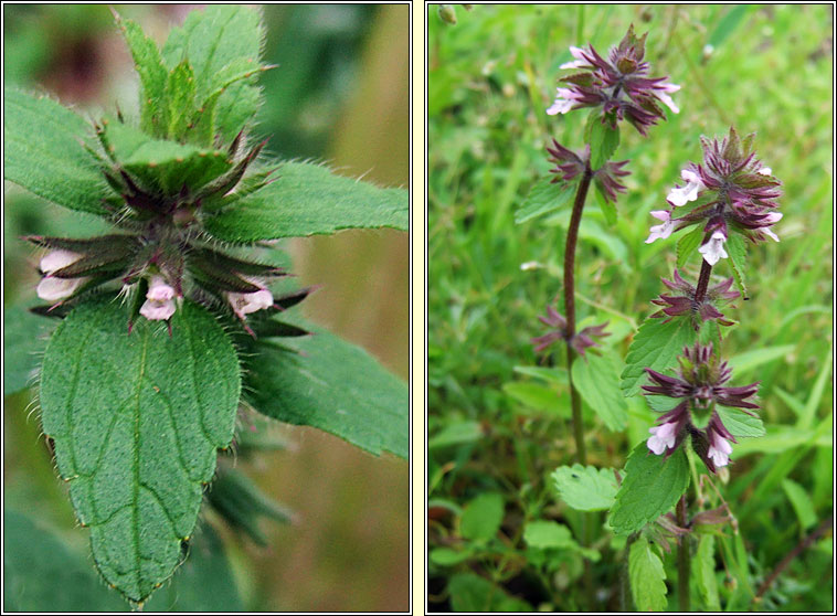 Field Woundwort, Stachys arvensis, Cuisl�n gan duaire