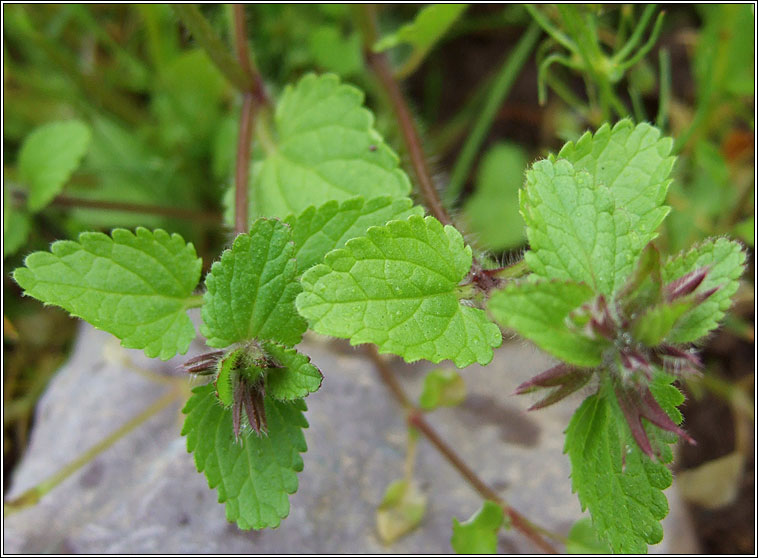 Field Woundwort, Stachys arvensis, Cuisl�n gan duaire