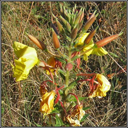 Large-flowered Evening-primrose, Oenothera glazioviana, Coinneal o�che mh�r