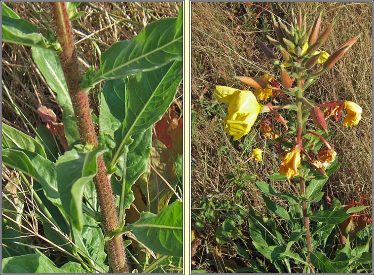 Large-flowered Evening-primrose, Oenothera glazioviana, Coinneal o�che mh�r