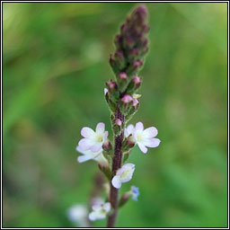 Vervain, Verbena officinalis, Beirbh�ine