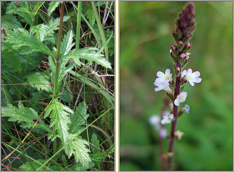 Vervain, Verbena officinalis, Beirbh�ine