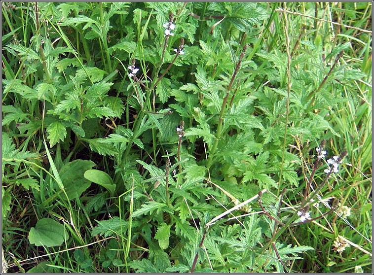 Vervain, Verbena officinalis, Beirbh�ine
